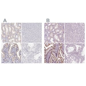 Merck Anti-MISP antibody produced in rabbit