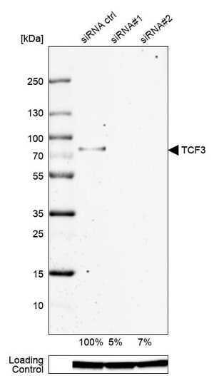 Merck Anti-TCF3 antibody produced in rabbit