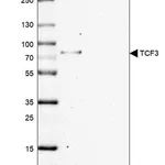 Merck Anti-TCF3 antibody produced in rabbit