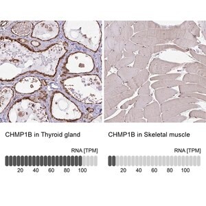 Merck Anti-CHMP1B antibody produced in rabbit