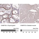 Merck Anti-CHMP1B antibody produced in rabbit