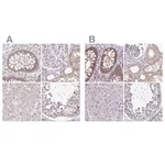 Merck Anti-RSL24D1 antibody produced in rabbit