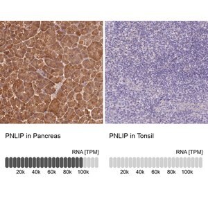 Merck Anti-PNLIP antibody produced in rabbit
