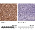 Merck Anti-PNLIP antibody produced in rabbit