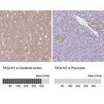 Merck Anti-TAGLN3 antibody produced in rabbit