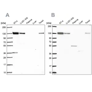 Merck Anti-CAND1 antibody produced in rabbit