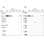Merck Anti-CAND1 antibody produced in rabbit