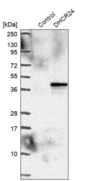 Merck Anti-DHCR24 antibody produced in rabbit