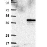 Merck Anti-DHCR24 antibody produced in rabbit