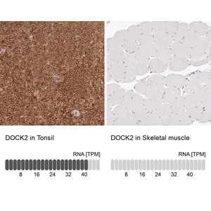 Merck Anti-DOCK2 antibody produced in rabbit
