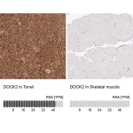 Merck Anti-DOCK2 antibody produced in rabbit