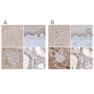 Merck Anti-SCFD2 antibody produced in rabbit