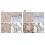 Merck Anti-SCFD2 antibody produced in rabbit