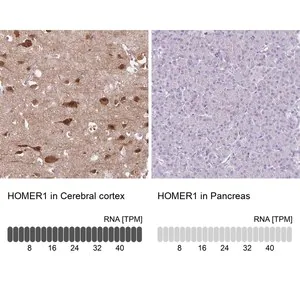 Merck Anti-HOMER1 antibody produced in rabbit