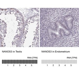 Merck Anti-NANOS3 antibody produced in rabbit
