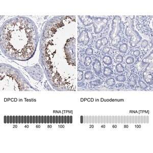 Merck Anti-DPCD antibody produced in rabbit