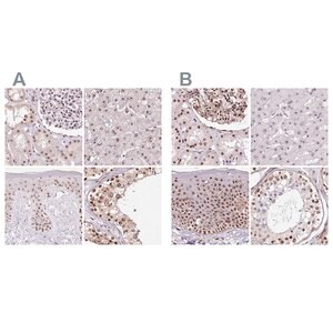 Merck Anti-GNL3 antibody produced in rabbit