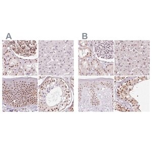 Merck Anti-GNL3 antibody produced in rabbit