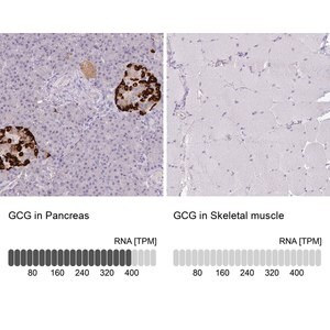 Merck Anti-GCG antibody produced in rabbit
