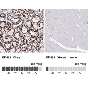 Merck Anti-BPHL antibody produced in rabbit