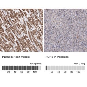 Merck Anti-PDHB antibody produced in rabbit