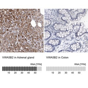 Merck Anti-VWA5B2 antibody produced in rabbit