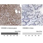 Merck Anti-VWA5B2 antibody produced in rabbit