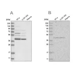 Merck Anti-GPN1 antibody produced in rabbit