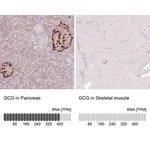 Merck Anti-GCG antibody produced in rabbit