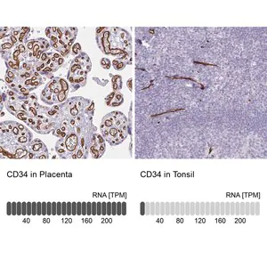 Merck Anti-CD34 antibody produced in rabbit