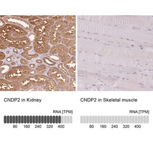 Merck Anti-CNDP2 antibody produced in rabbit