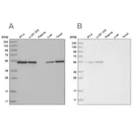 Merck Anti-RBM17 antibody produced in rabbit