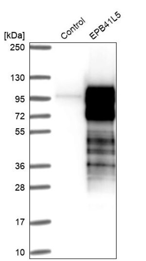Merck Anti-EPB41L5 antibody produced in rabbit