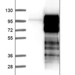 Merck Anti-EPB41L5 antibody produced in rabbit