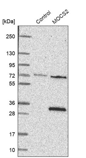Merck Anti-MOCS2 antibody produced in rabbit