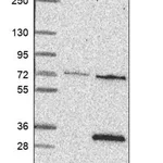 Merck Anti-MOCS2 antibody produced in rabbit