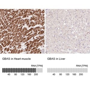 Merck Anti-GBAS antibody produced in rabbit