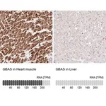 Merck Anti-GBAS antibody produced in rabbit