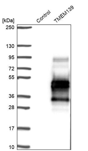 Merck Anti-TMEM139 antibody produced in rabbit