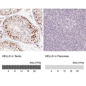 Merck Anti-HELLS antibody produced in rabbit
