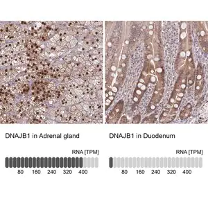 Merck Anti-DNAJB1 antibody produced in rabbit