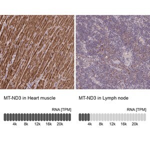 Merck Anti-MT-ND3 antibody produced in rabbit