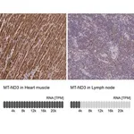 Merck Anti-MT-ND3 antibody produced in rabbit
