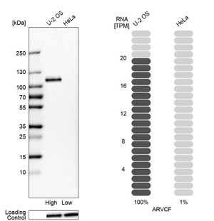 Merck Anti-ARVCF antibody produced in rabbit