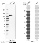 Merck Anti-ARVCF antibody produced in rabbit