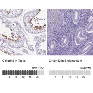 Merck Anti-C11orf42 antibody produced in rabbit