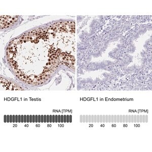 Merck Anti-HDGFL1 antibody produced in rabbit