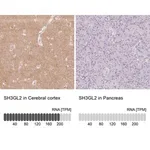 Merck Anti-SH3GL2 antibody produced in rabbit