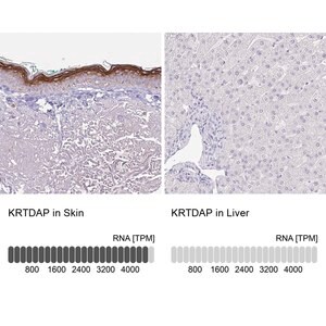 Merck Anti-KRTDAP antibody produced in rabbit
