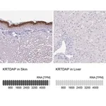 Merck Anti-KRTDAP antibody produced in rabbit
